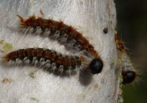 Caterpillar