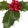Holly 1
