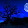 blue-moon-tree