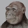 graecopithecus-freybergi